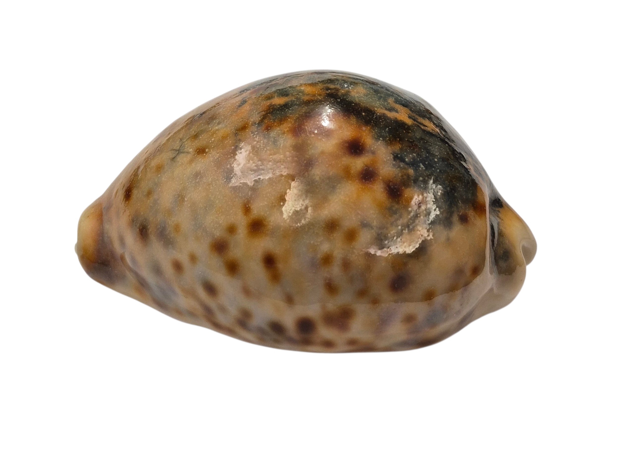BC221 Cypraea tigris - ORANGE and BLACK - Image 3