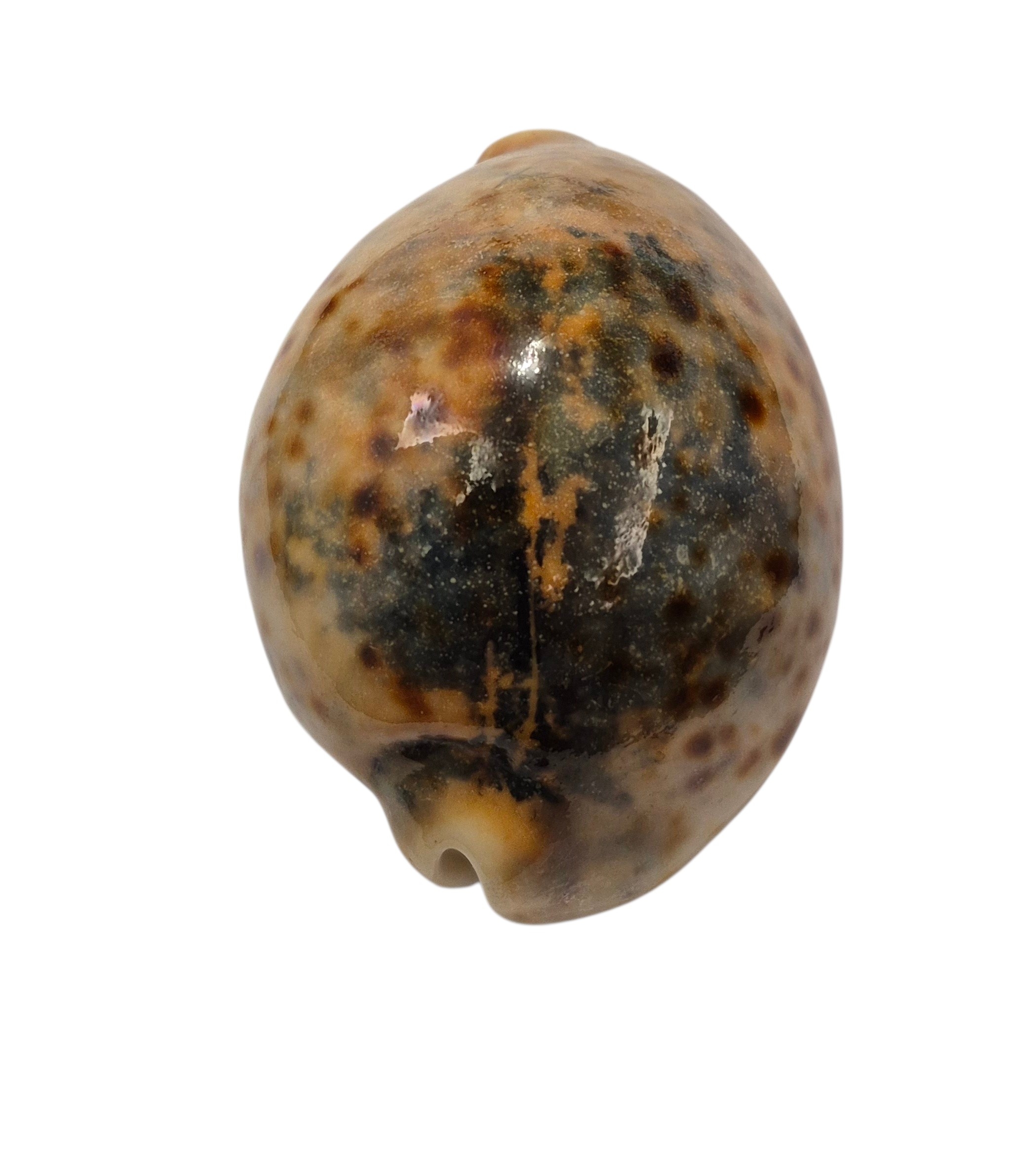 BC221 Cypraea tigris - ORANGE and BLACK - Image 4