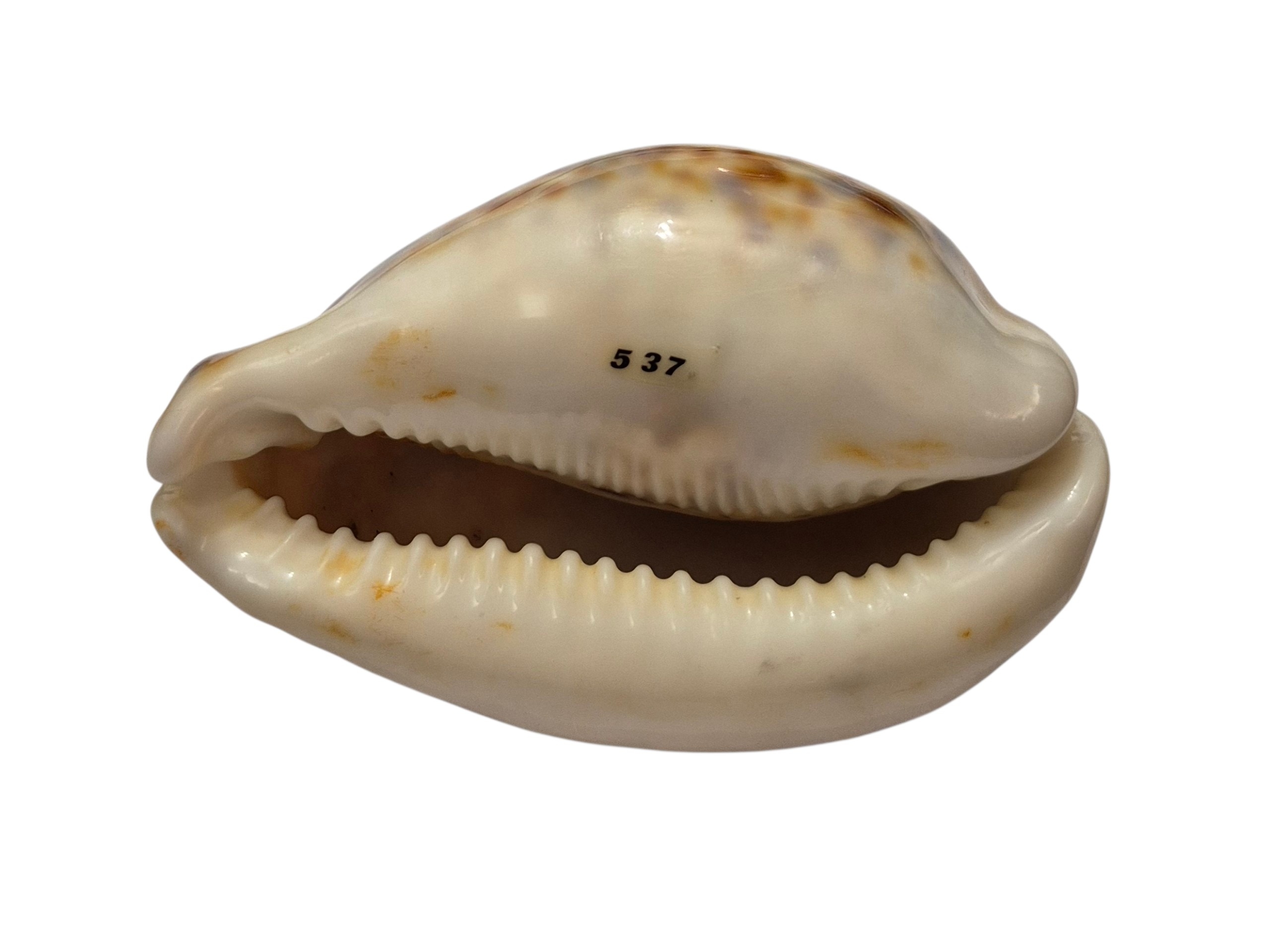 BC221 Cypraea tigris - ORANGE and BLACK - Image 5