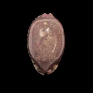 BC386 Mauritia arabica asiatica - PINK FORM