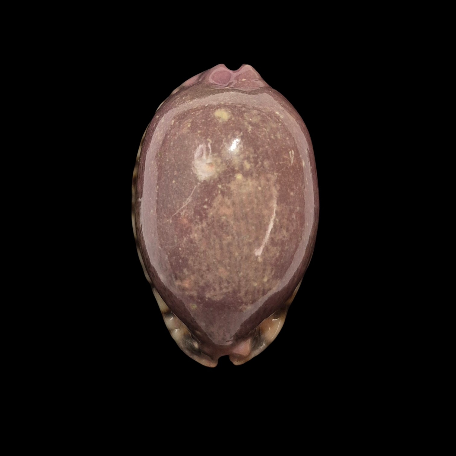 BC386 Mauritia arabica asiatica - PINK FORM