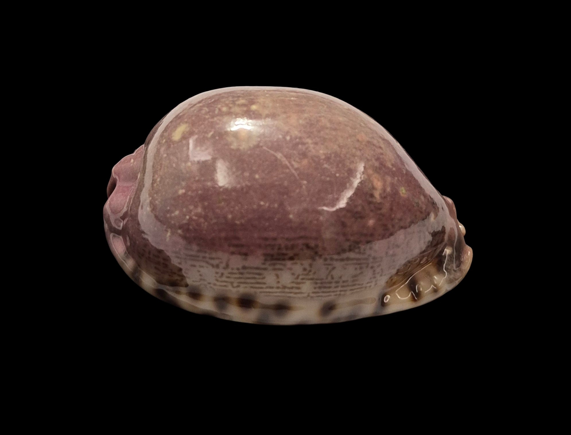 BC386 Mauritia arabica asiatica - PINK FORM - Image 2