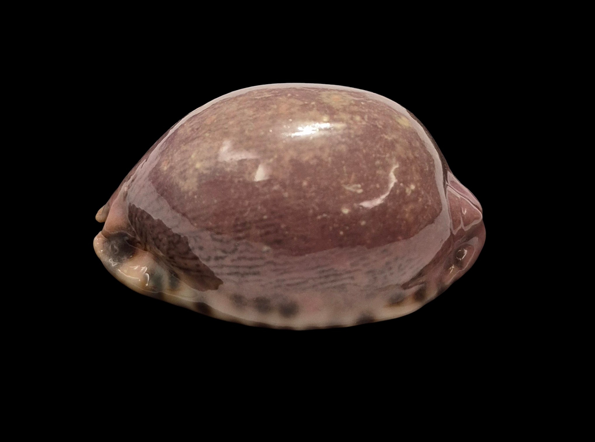 BC386 Mauritia arabica asiatica - PINK FORM - Image 3