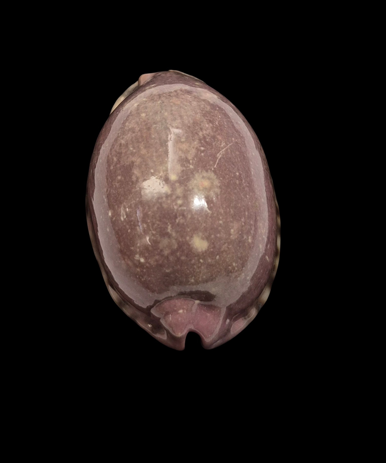 BC386 Mauritia arabica asiatica - PINK FORM - Image 4