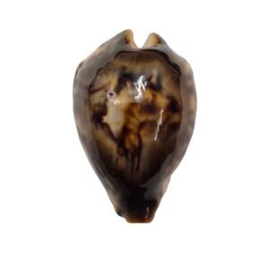BC001 Barycypraea fultoni fultoni - A LITTLE JEWEL
