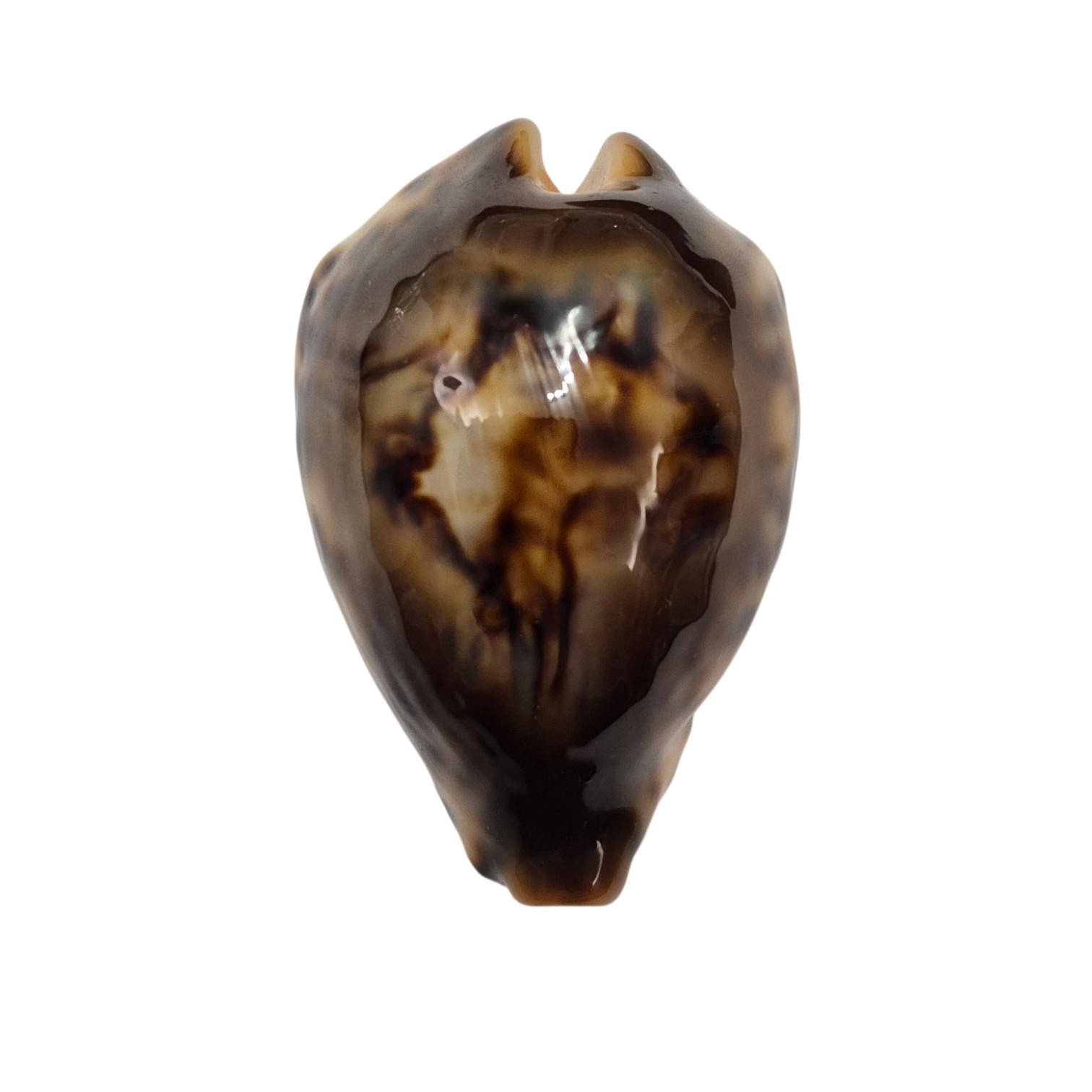 BC001 Barycypraea fultoni fultoni - A LITTLE JEWEL