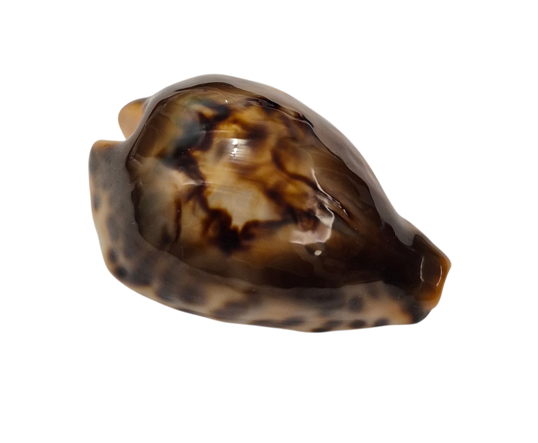 BC001 Barycypraea fultoni fultoni - A LITTLE JEWEL - Image 9