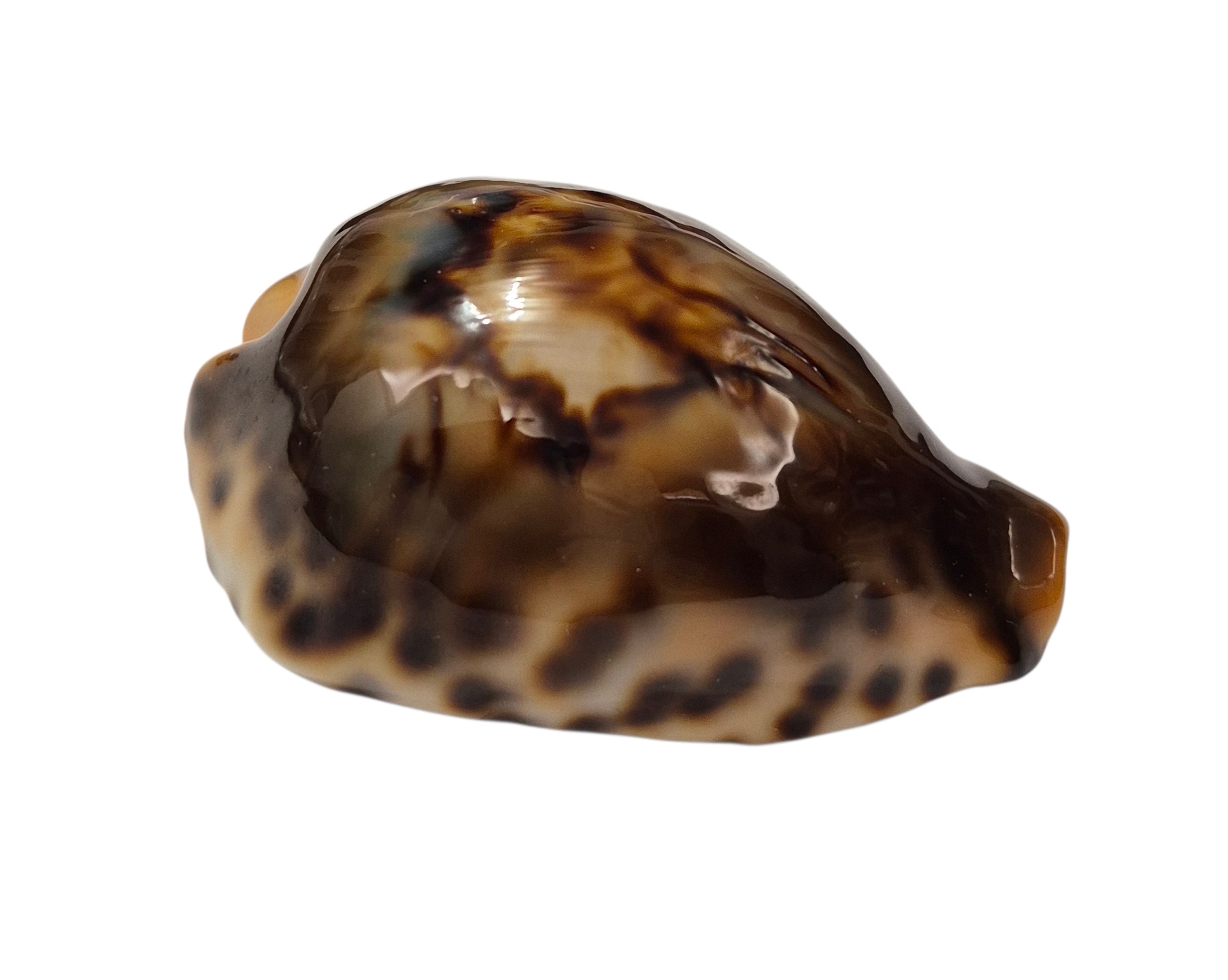 BC001 Barycypraea fultoni fultoni - A LITTLE JEWEL - Image 2