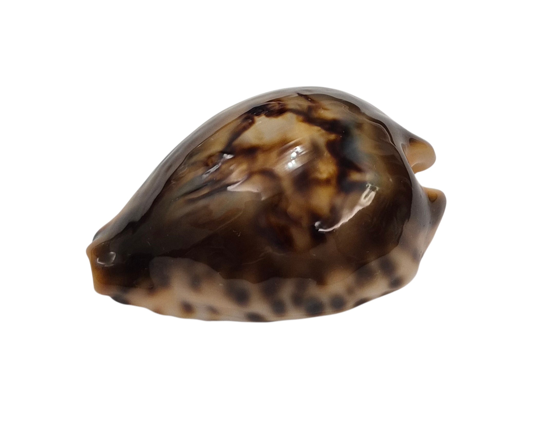 BC001 Barycypraea fultoni fultoni - A LITTLE JEWEL - Image 10