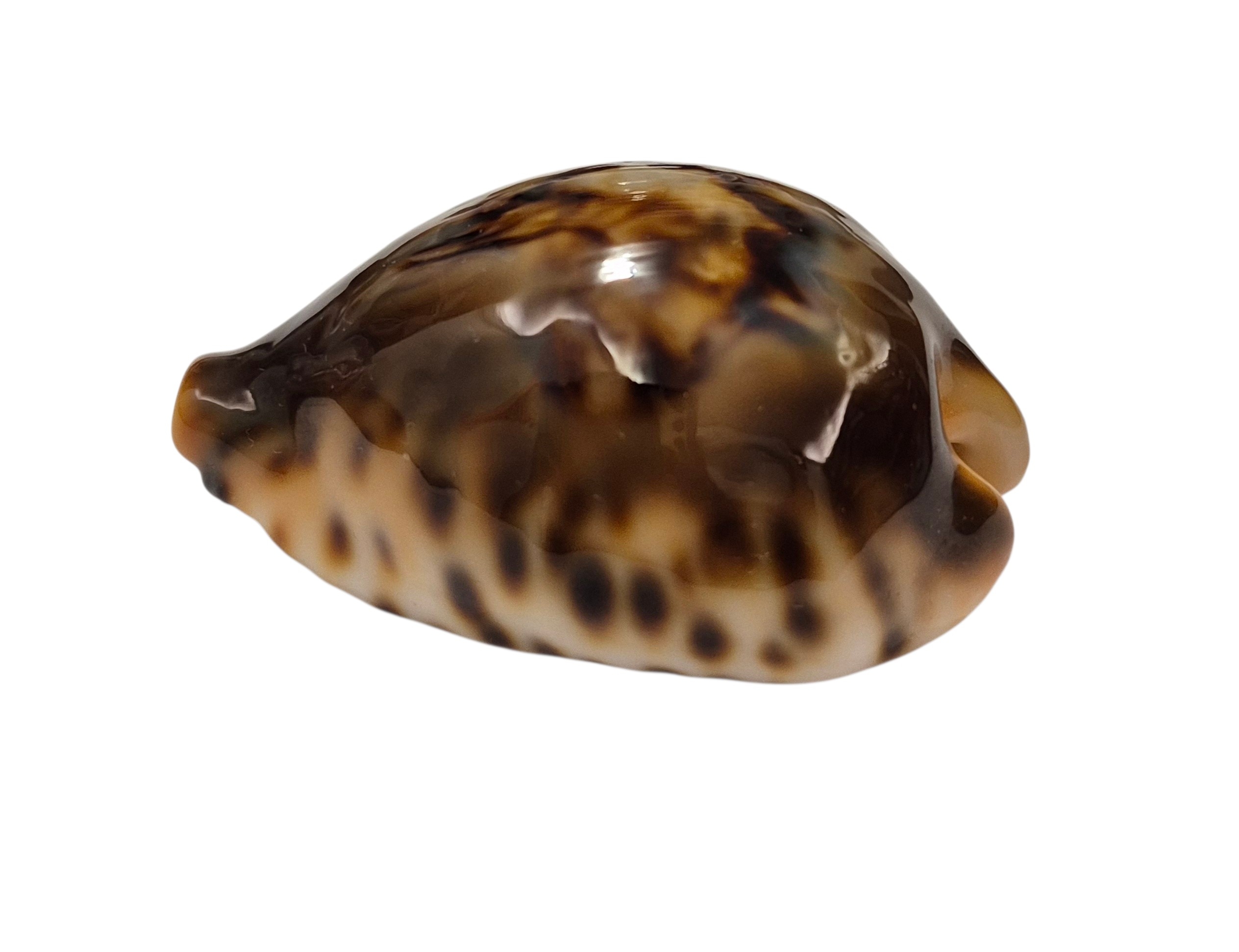 BC001 Barycypraea fultoni fultoni - A LITTLE JEWEL - Image 4
