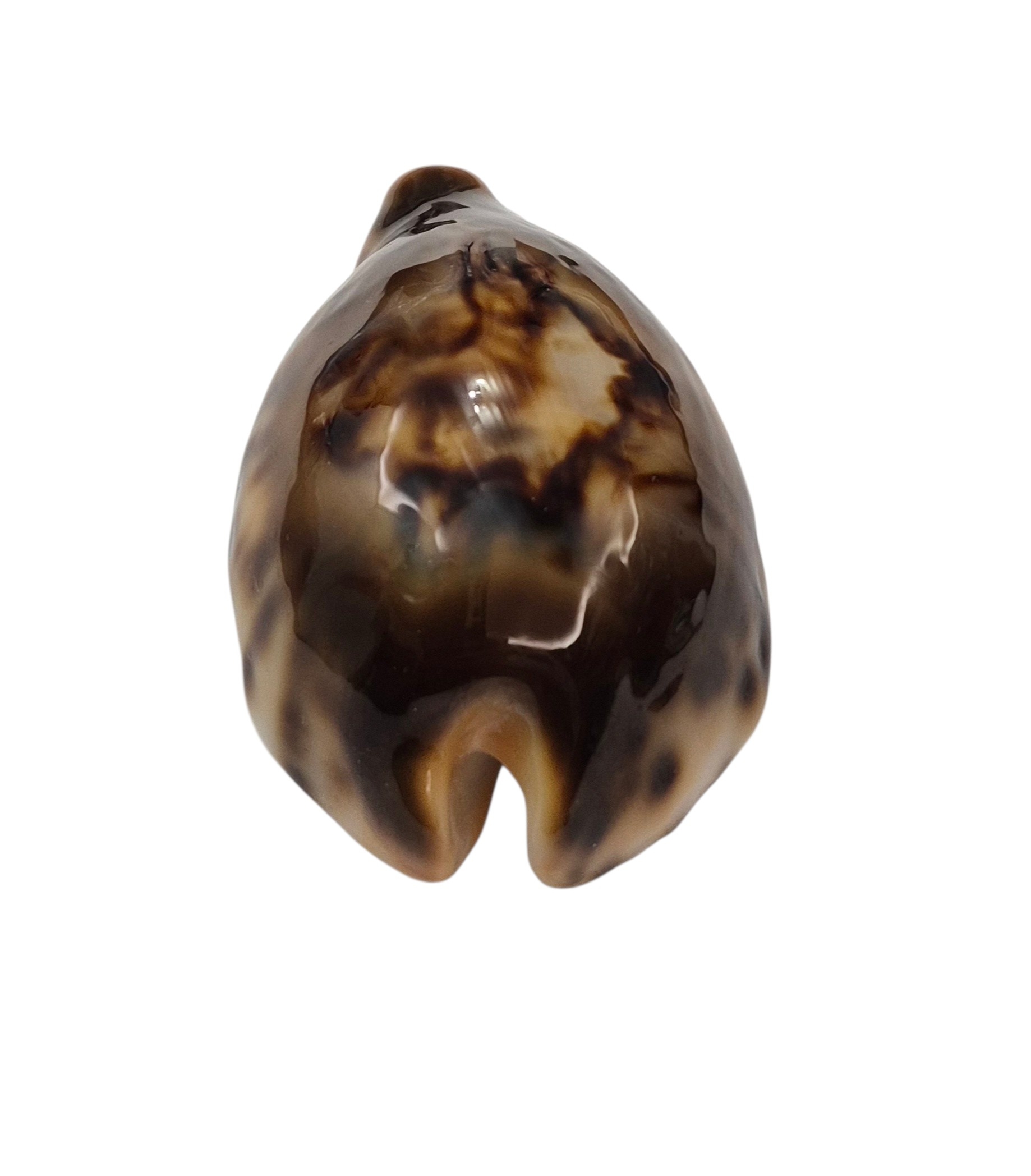 BC001 Barycypraea fultoni fultoni - A LITTLE JEWEL - Image 8