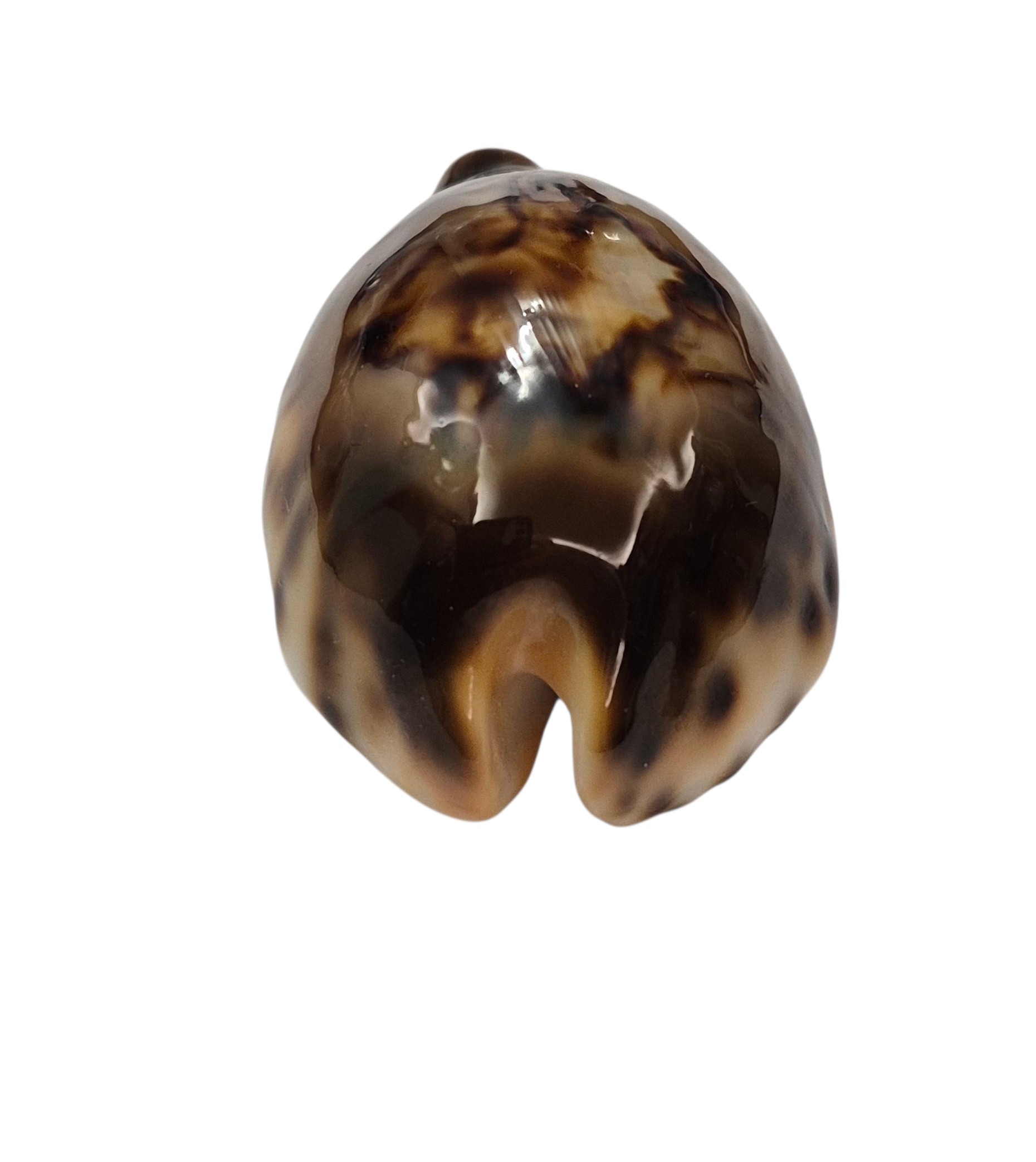 BC001 Barycypraea fultoni fultoni - A LITTLE JEWEL - Image 11
