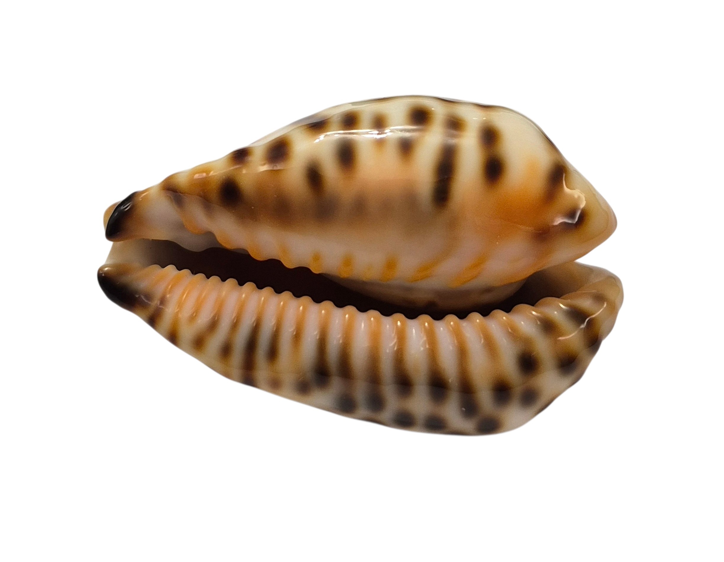 BC001 Barycypraea fultoni fultoni - A LITTLE JEWEL - Image 3