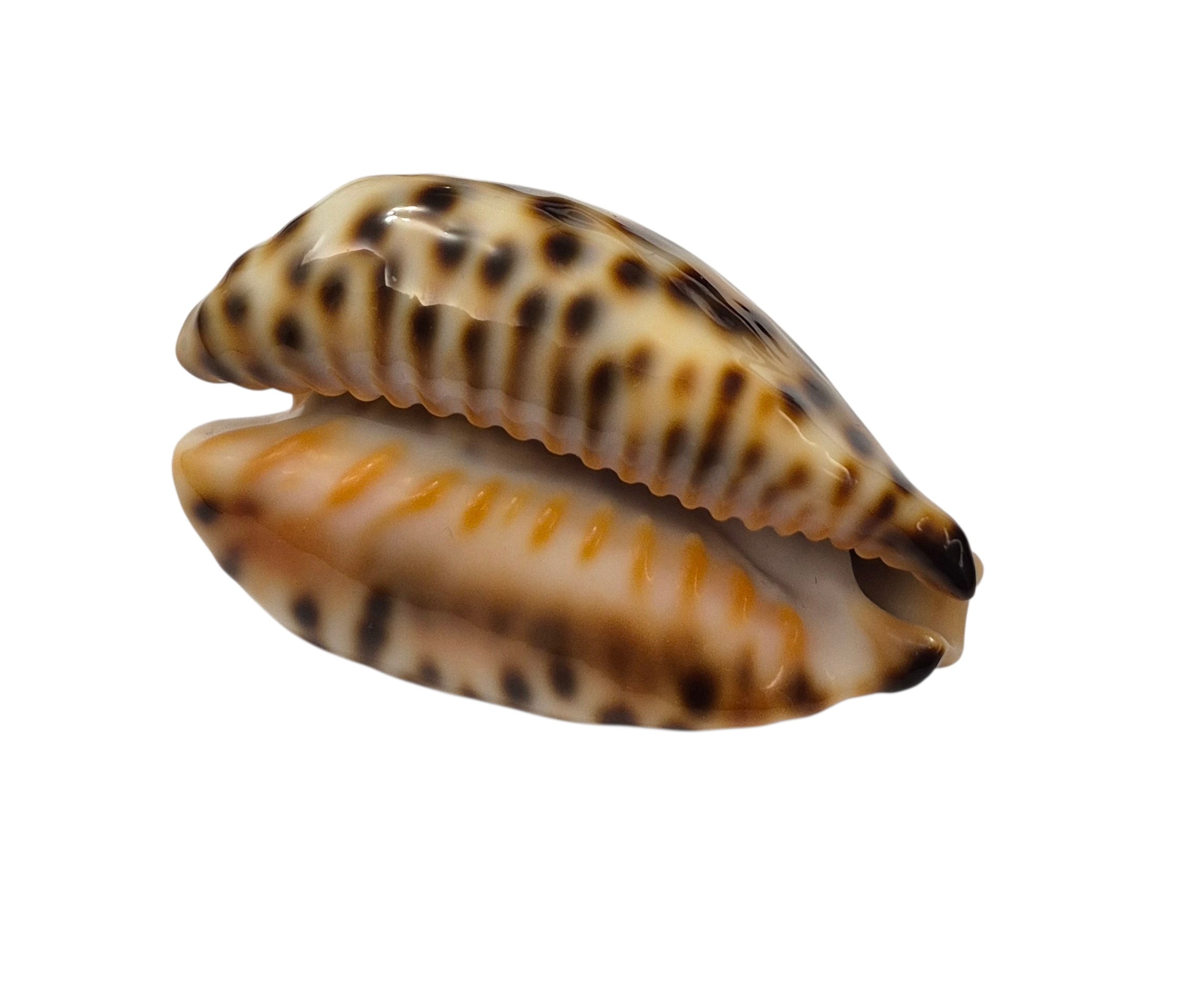 BC001 Barycypraea fultoni fultoni - A LITTLE JEWEL - Image 6