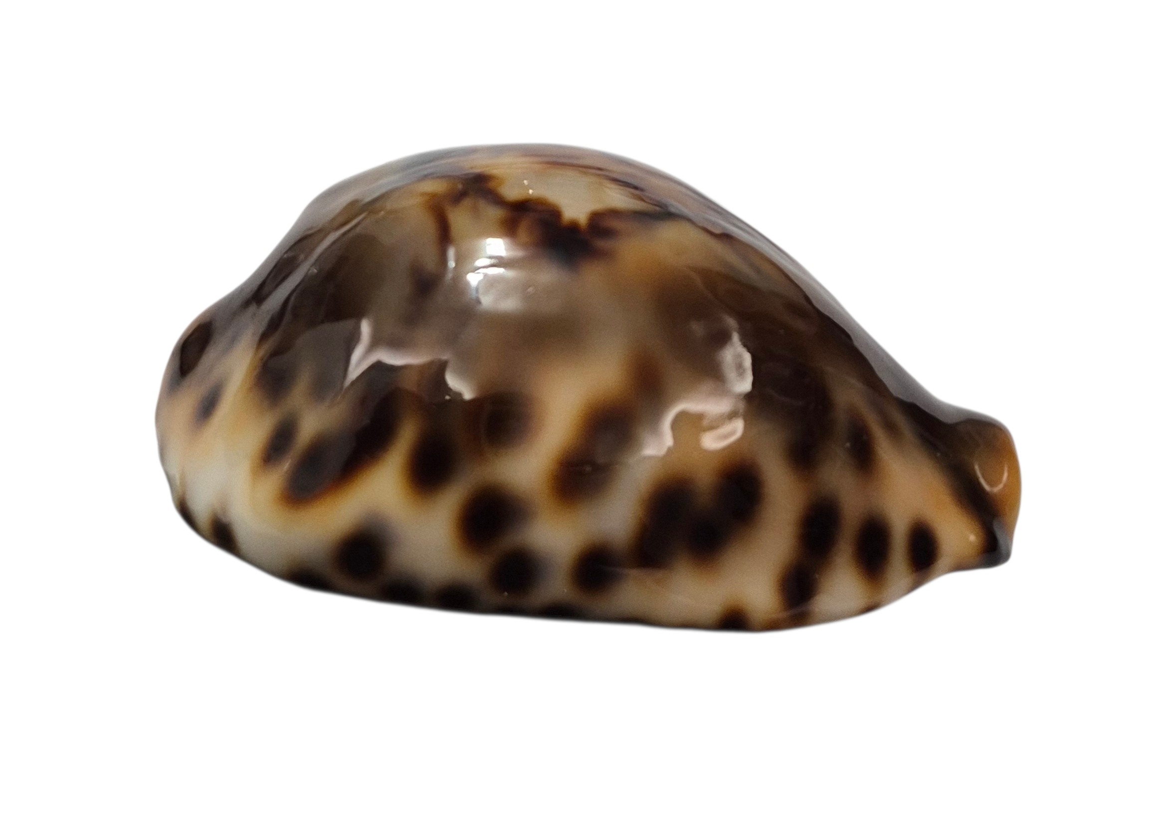BC001 Barycypraea fultoni fultoni - A LITTLE JEWEL - Image 5