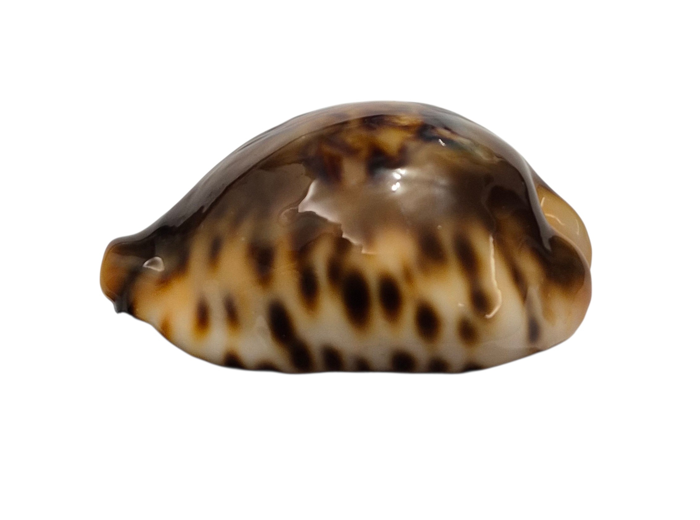 BC001 Barycypraea fultoni fultoni - A LITTLE JEWEL - Image 7