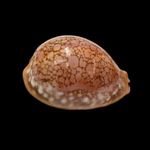 BC032 Lyncina broderipii - GREAT COLORS
