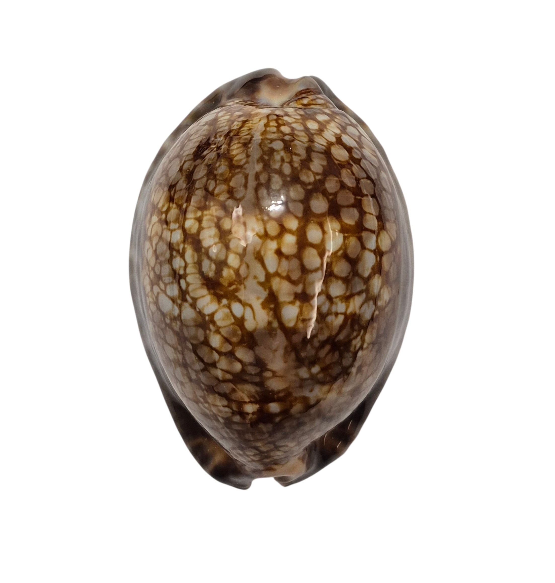 BC381 Mauritia maculifera hawaiiensis - Image 2