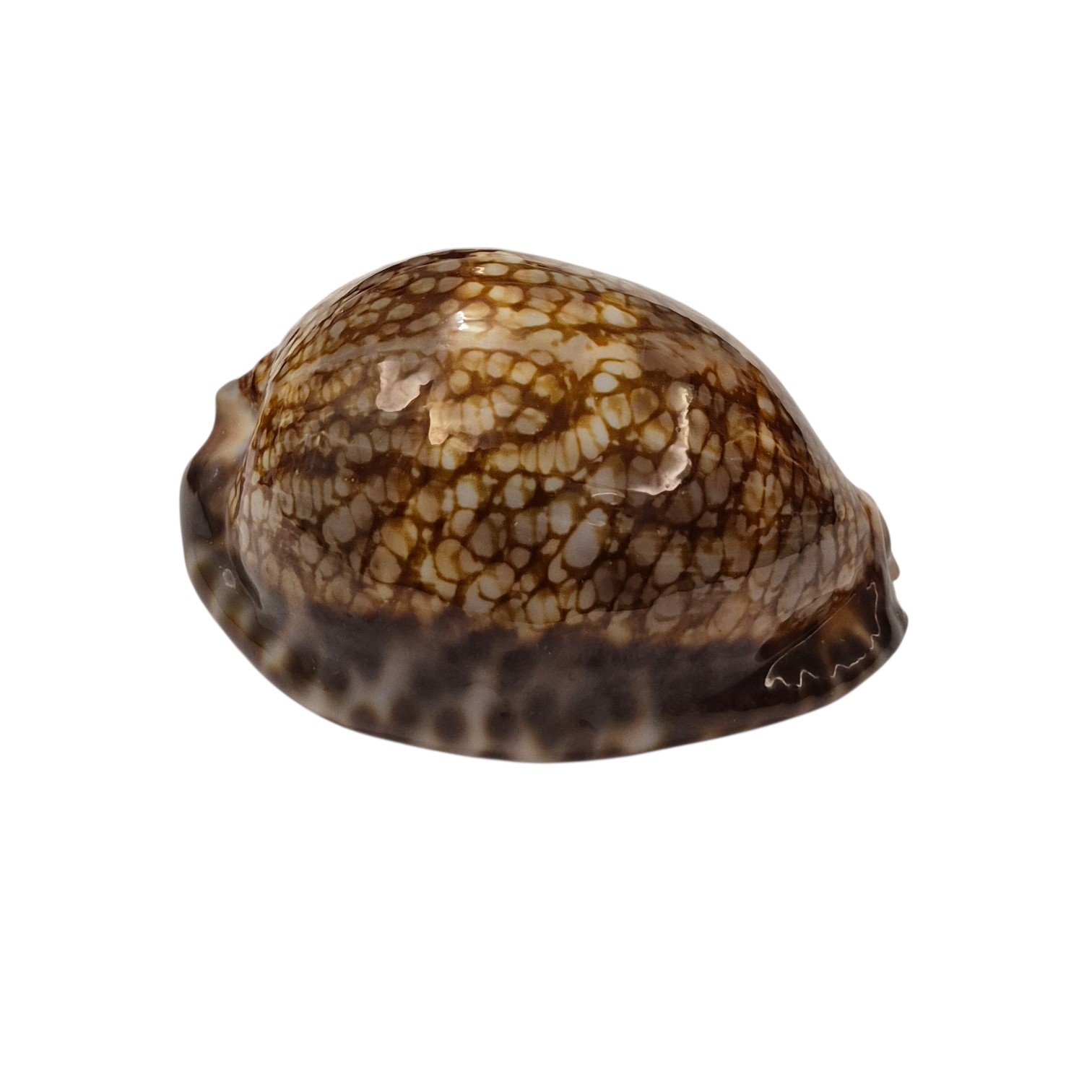 BC381 Mauritia maculifera hawaiiensis