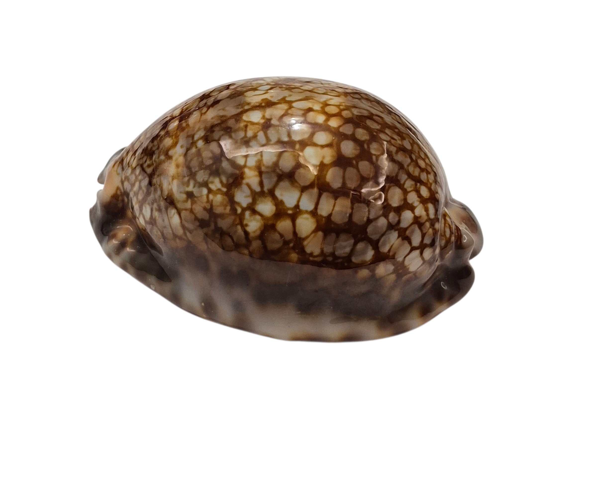 BC381 Mauritia maculifera hawaiiensis - Image 3