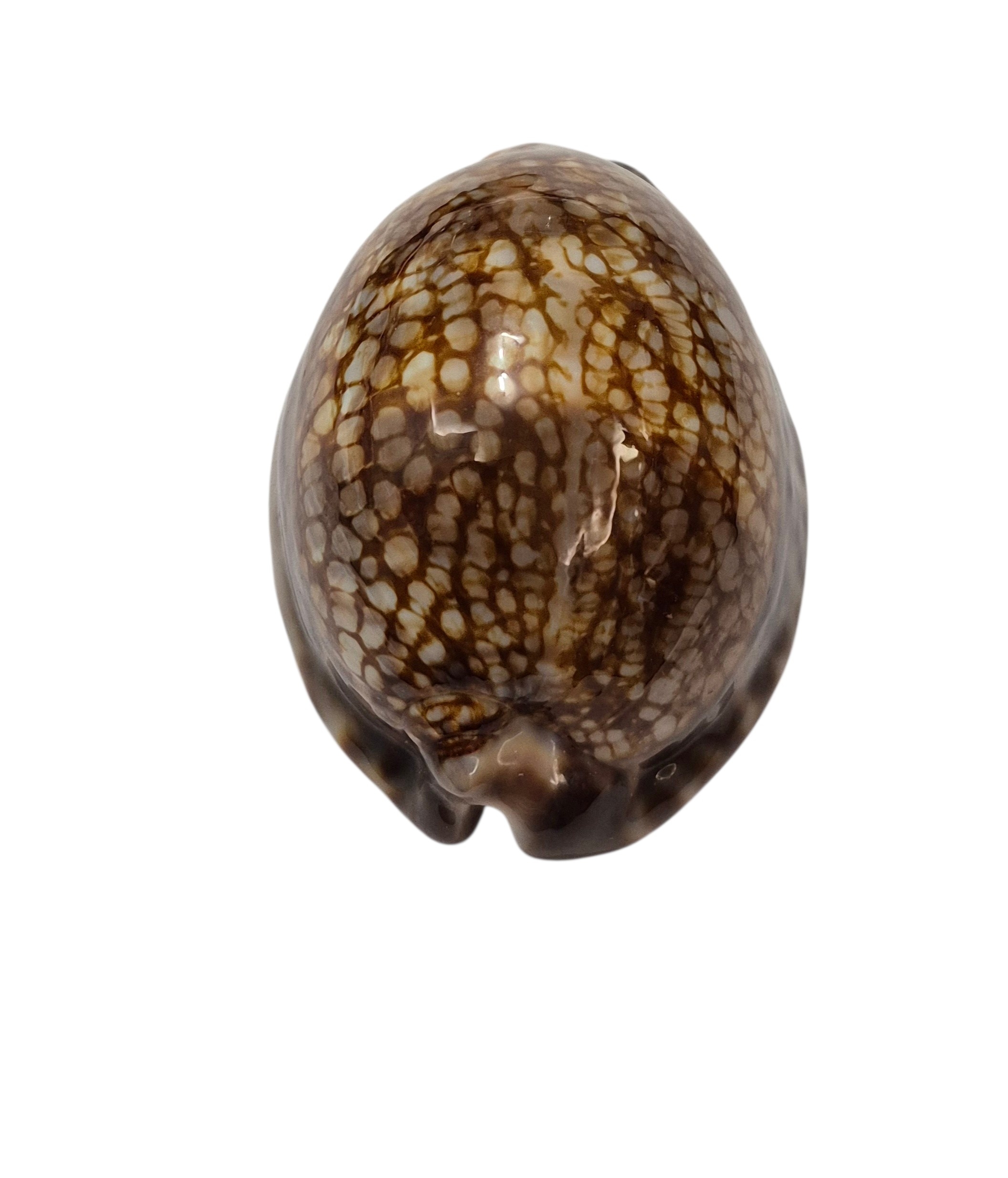 BC381 Mauritia maculifera hawaiiensis - Image 4