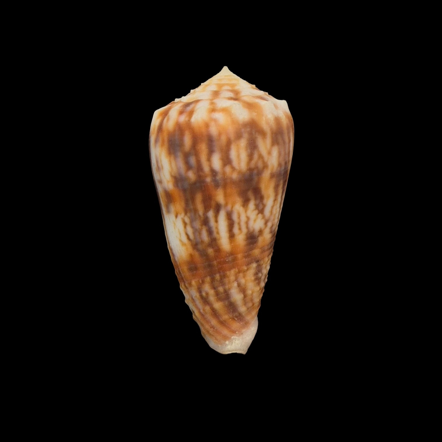 BC136 Conus moluccensis f. stainforthi W/O