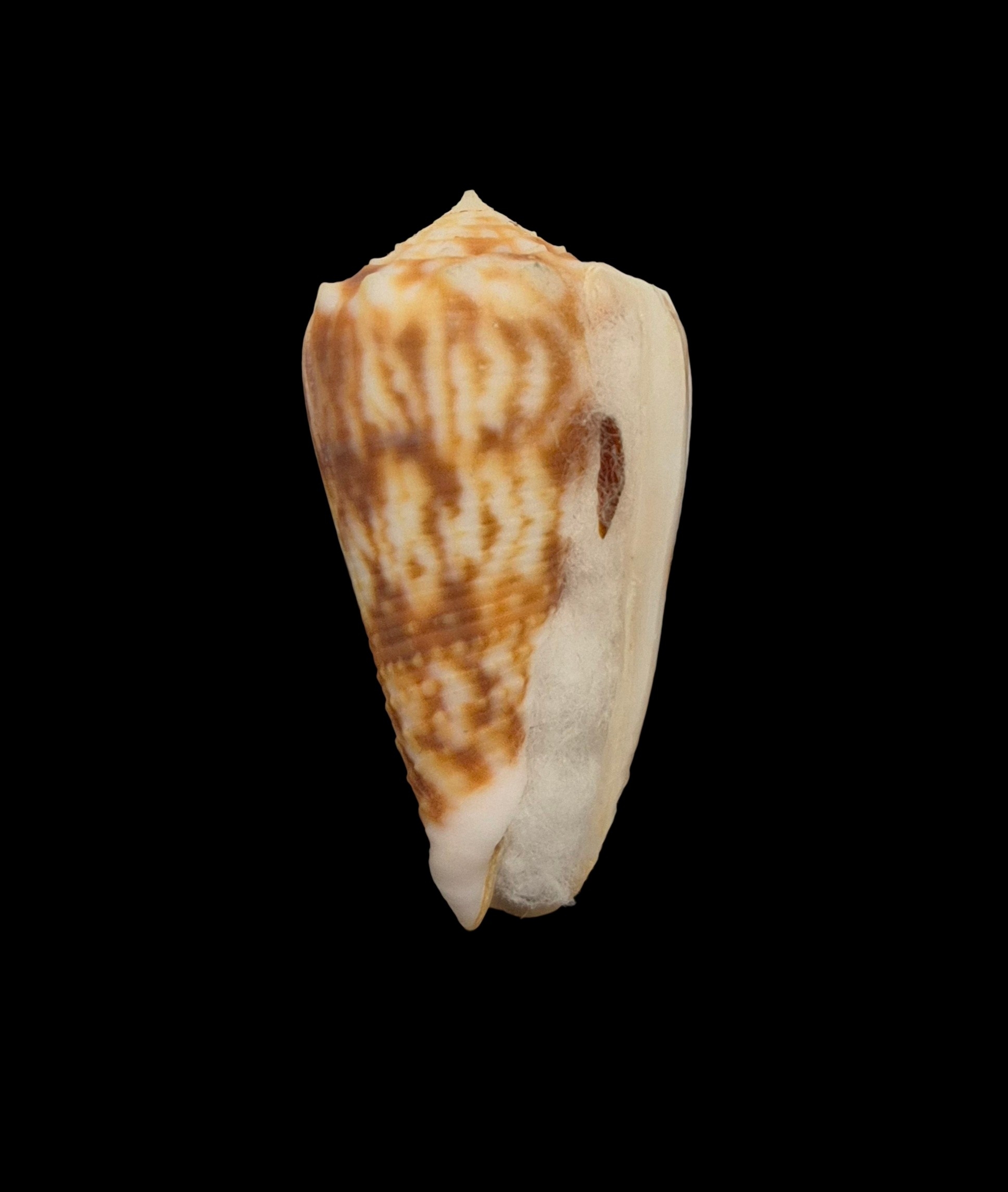 BC136 Conus moluccensis f. stainforthi W/O - Image 2