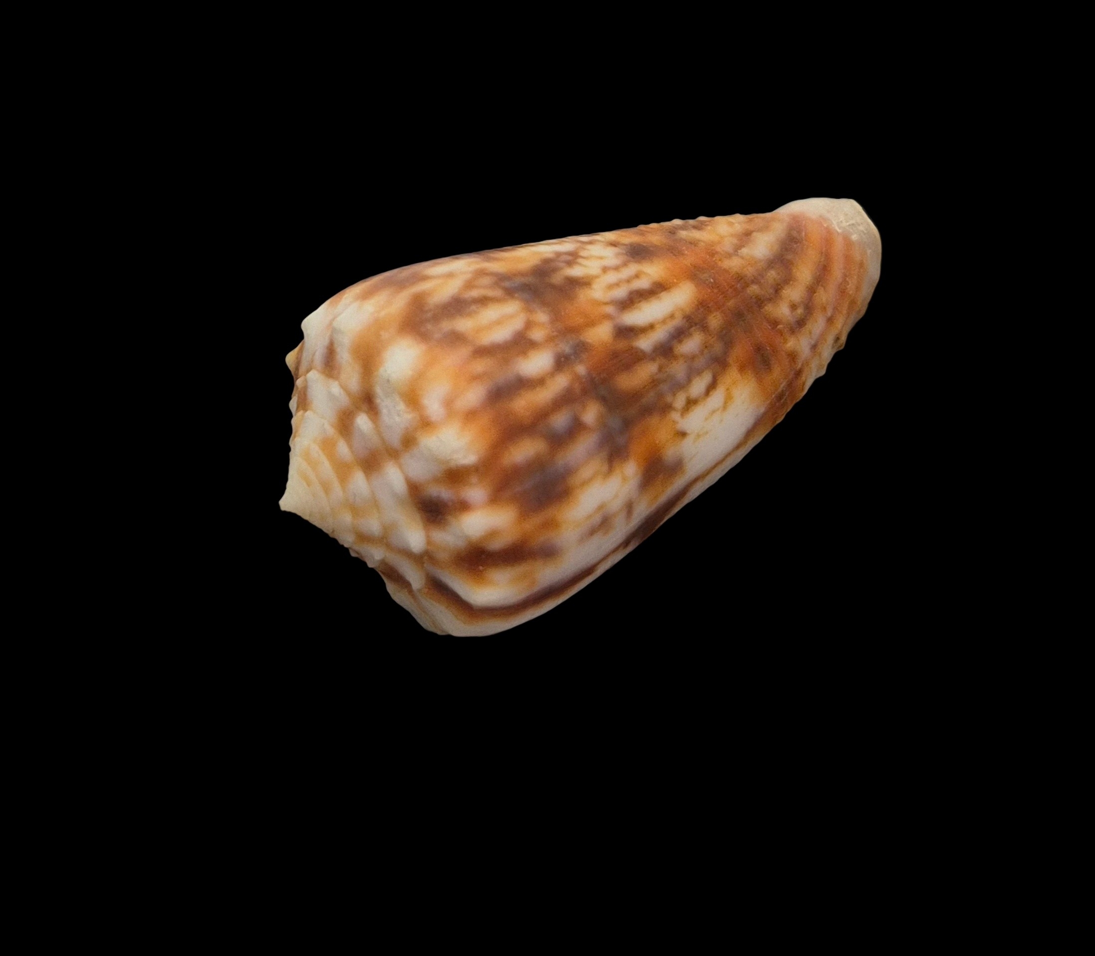 BC136 Conus moluccensis f. stainforthi W/O - Image 3