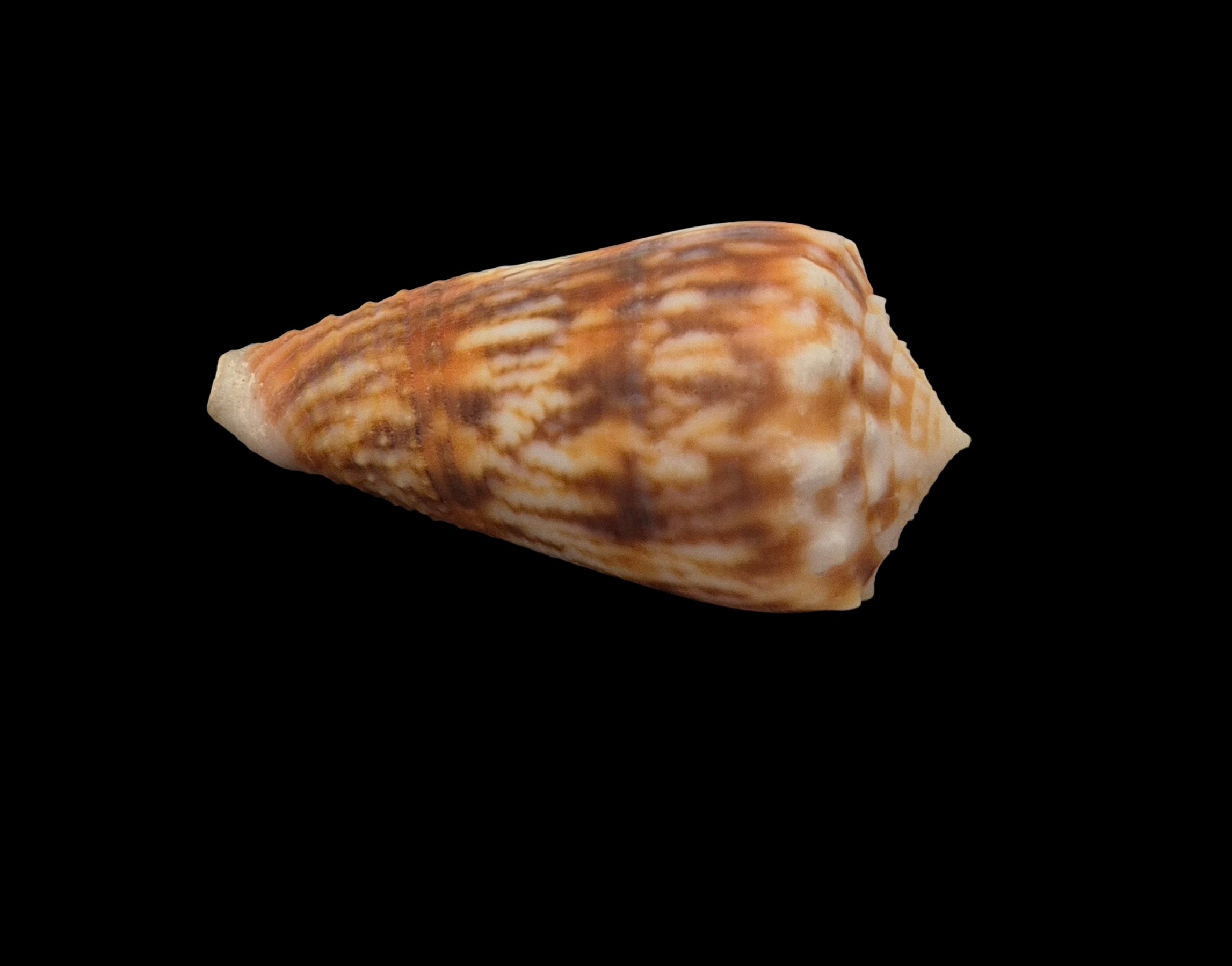 BC136 Conus moluccensis f. stainforthi W/O - Image 4