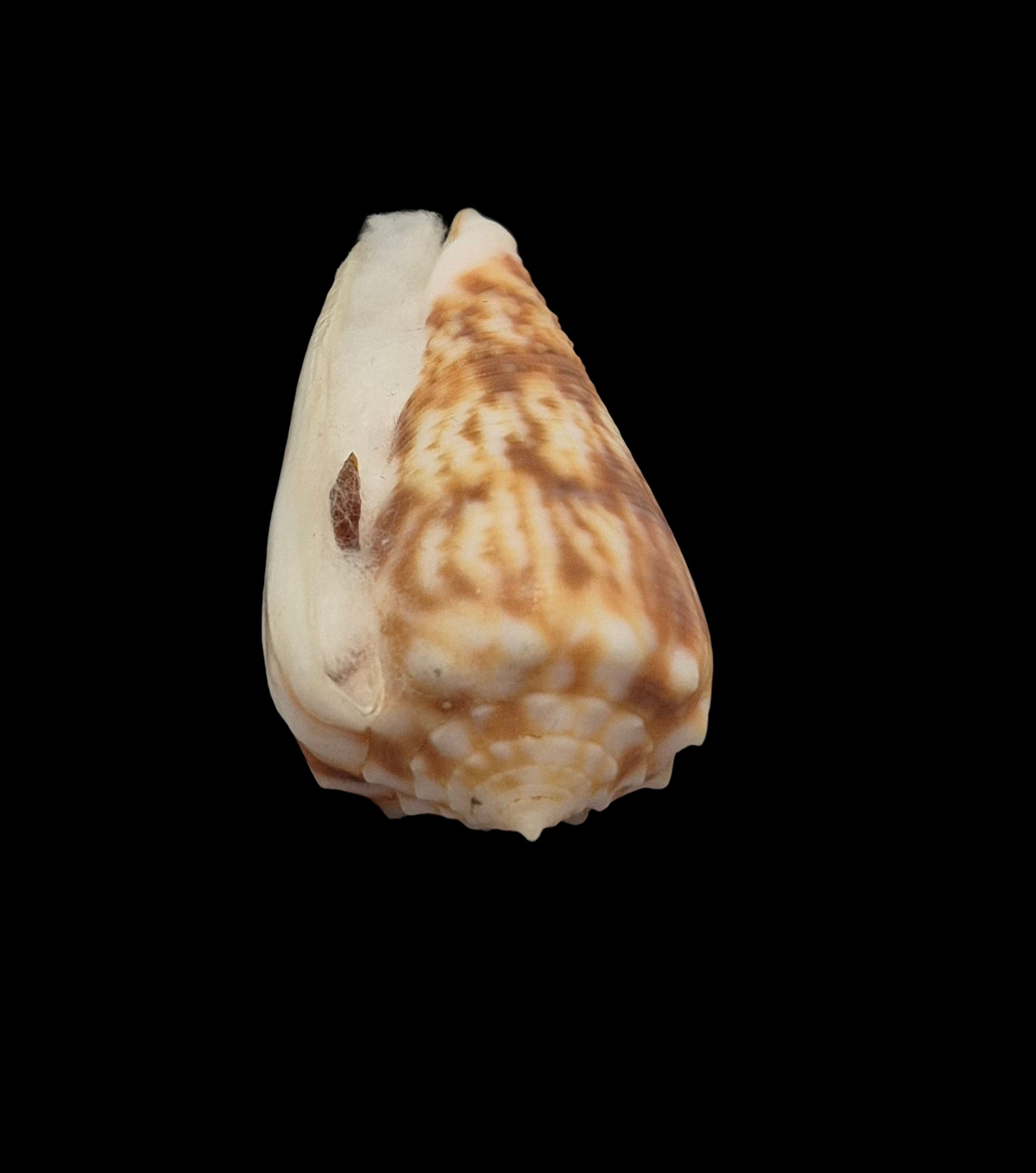 BC136 Conus moluccensis f. stainforthi W/O - Image 5