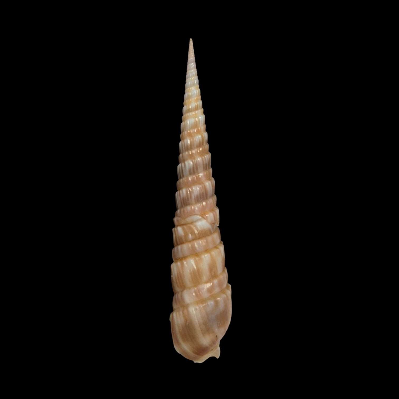 BC308 Oxymeris trochlea