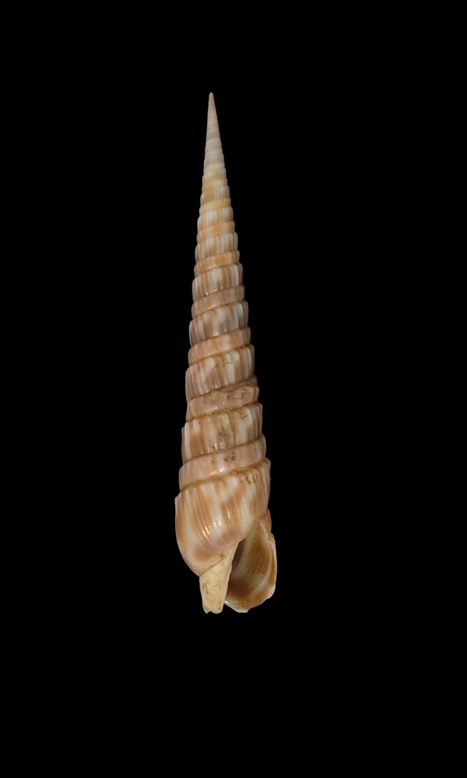 BC308 Oxymeris trochlea - Image 2