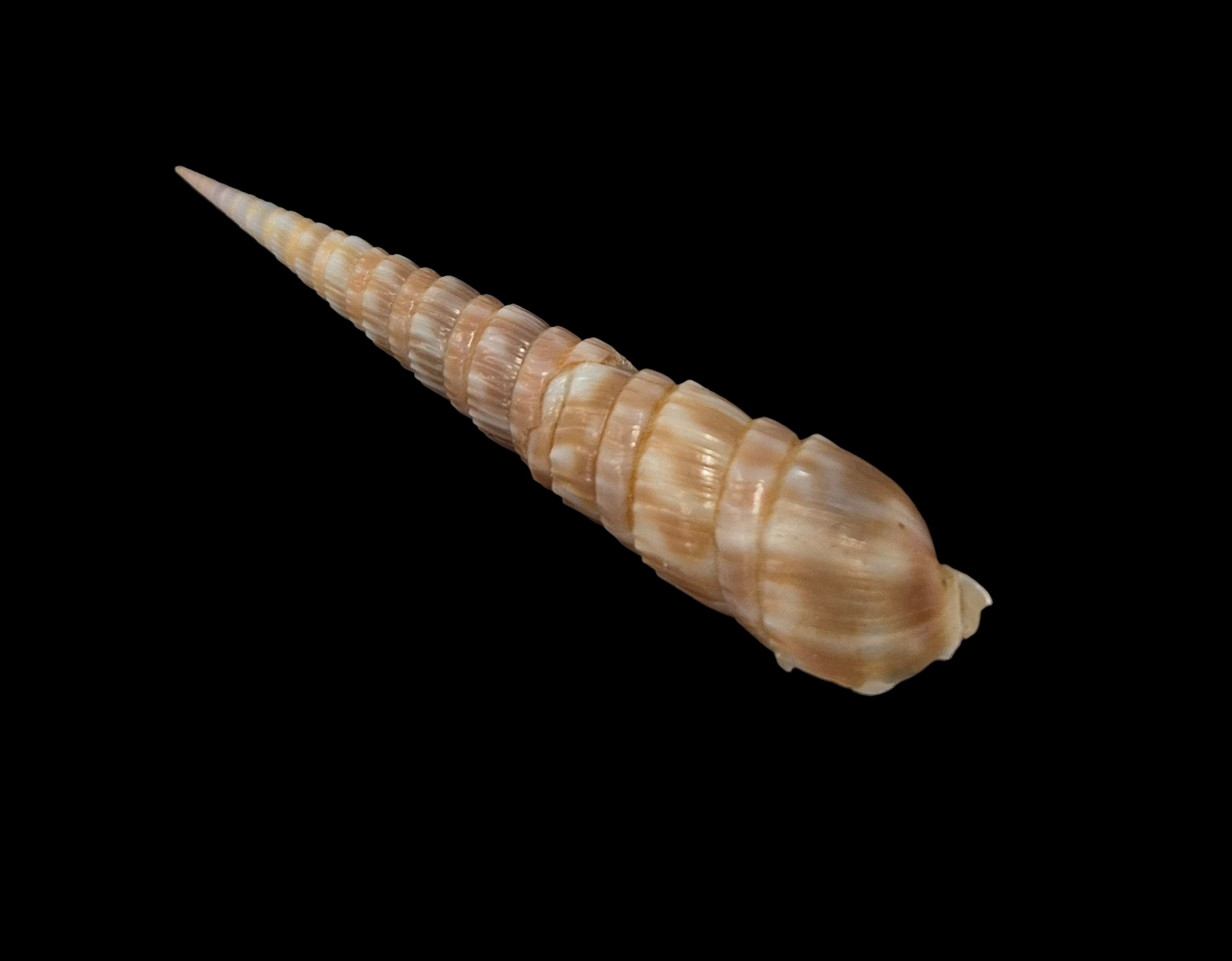 BC308 Oxymeris trochlea - Image 3