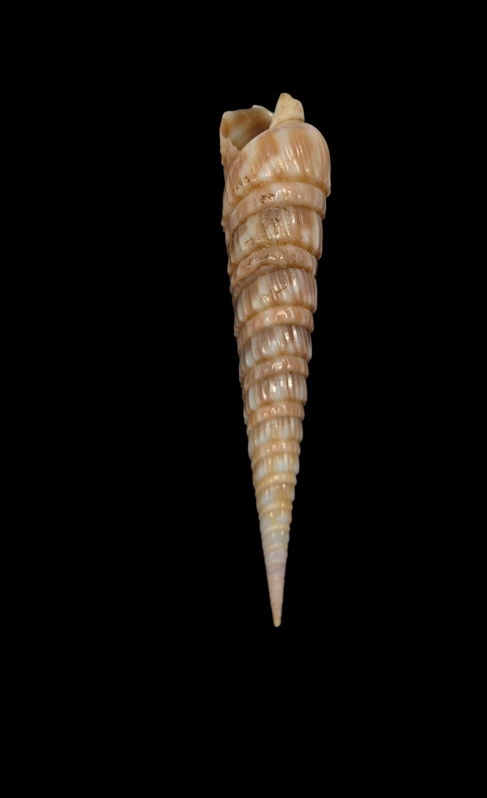 BC308 Oxymeris trochlea - Image 4