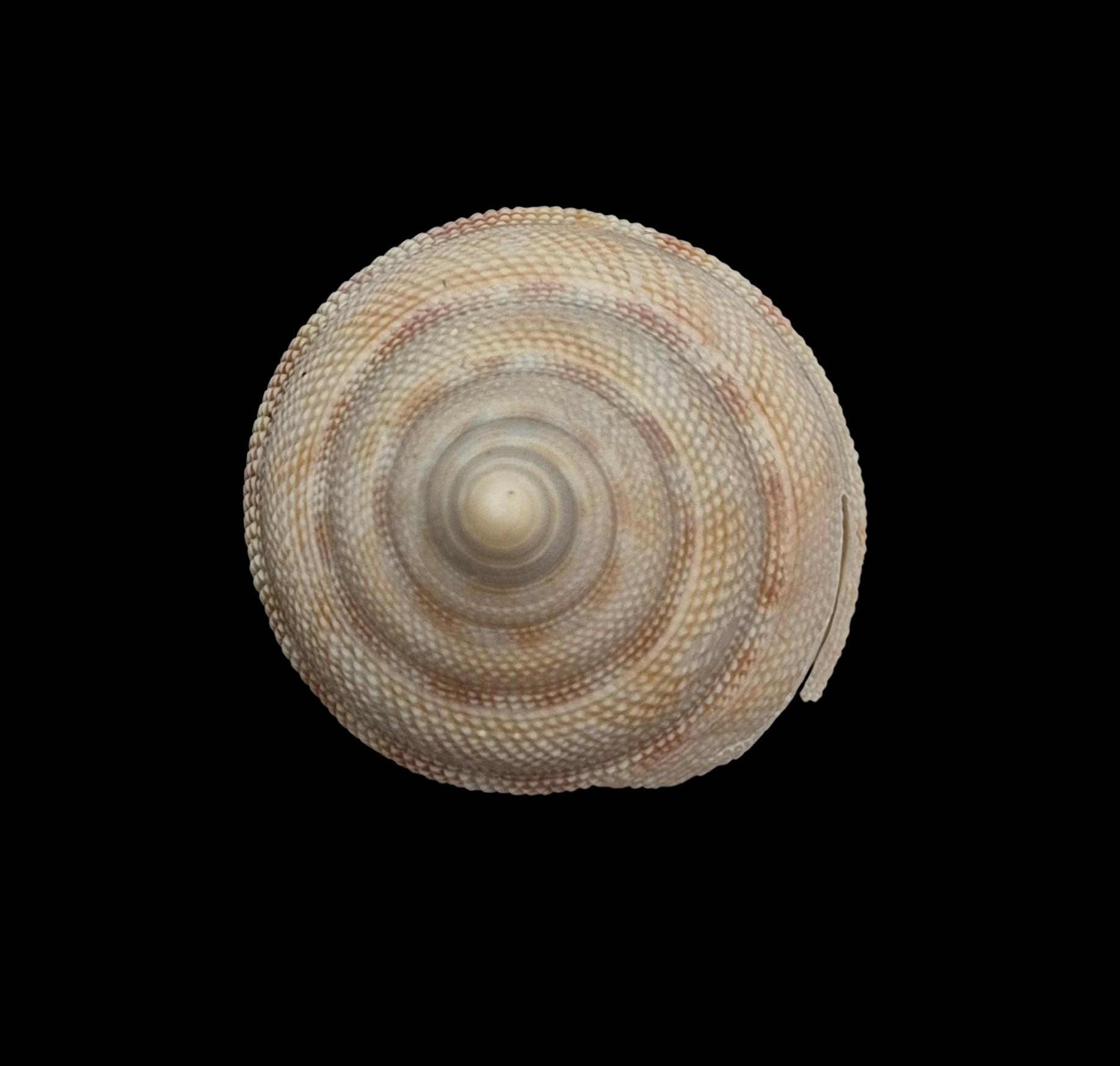 BC209 Perotrochus wareni - FROM DEEP WATER - Image 5