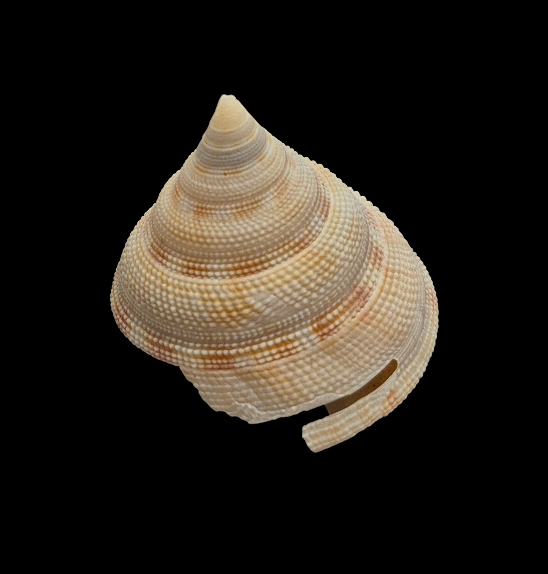 BC209 Perotrochus wareni - FROM DEEP WATER - Image 2
