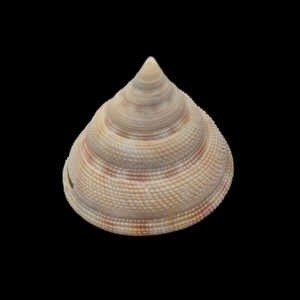 BC209 Perotrochus wareni - FROM DEEP WATER
