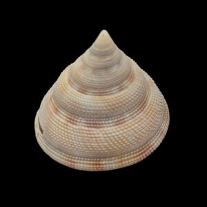BC209 Perotrochus wareni - FROM DEEP WATER