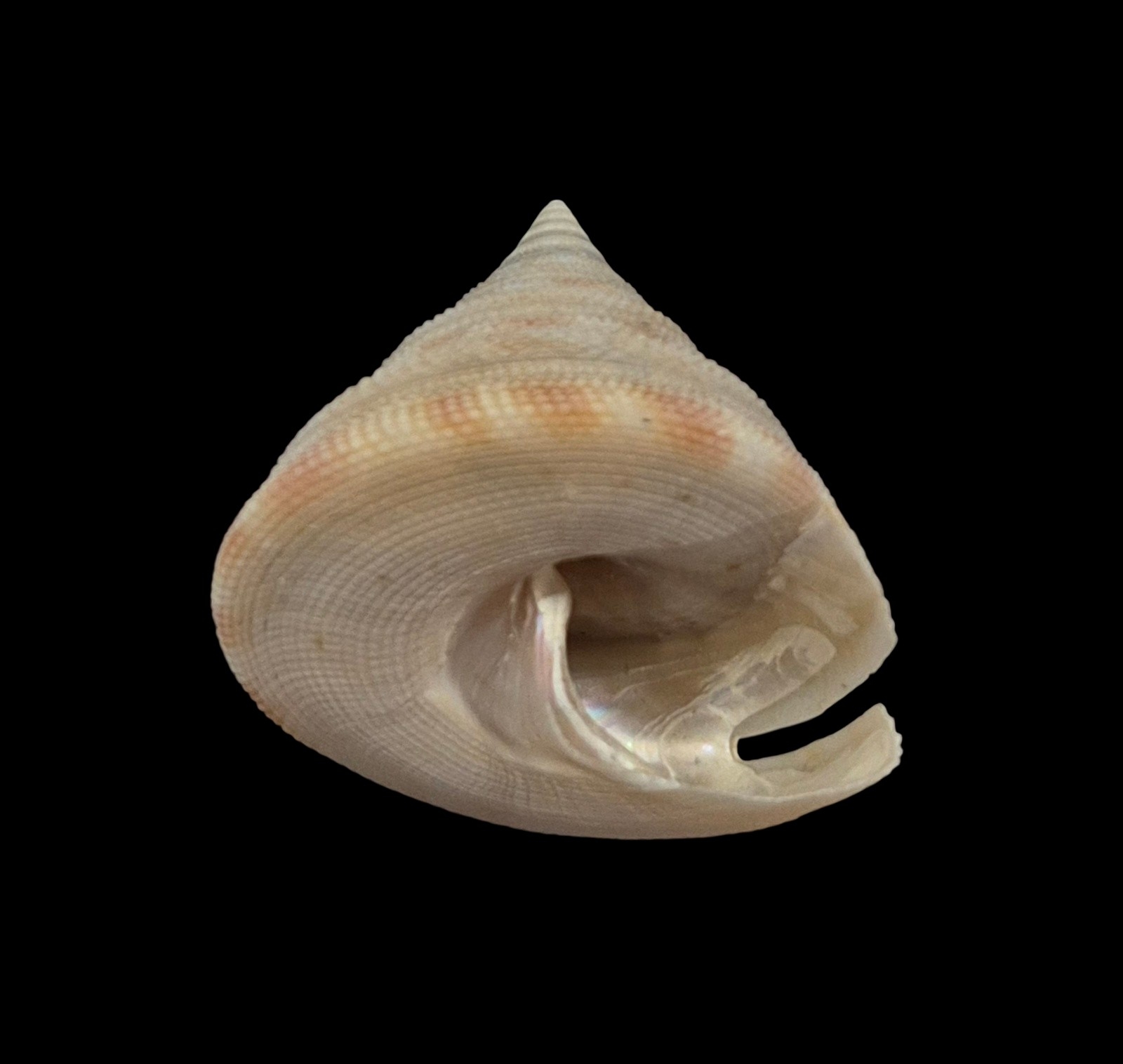 BC209 Perotrochus wareni - FROM DEEP WATER - Image 3