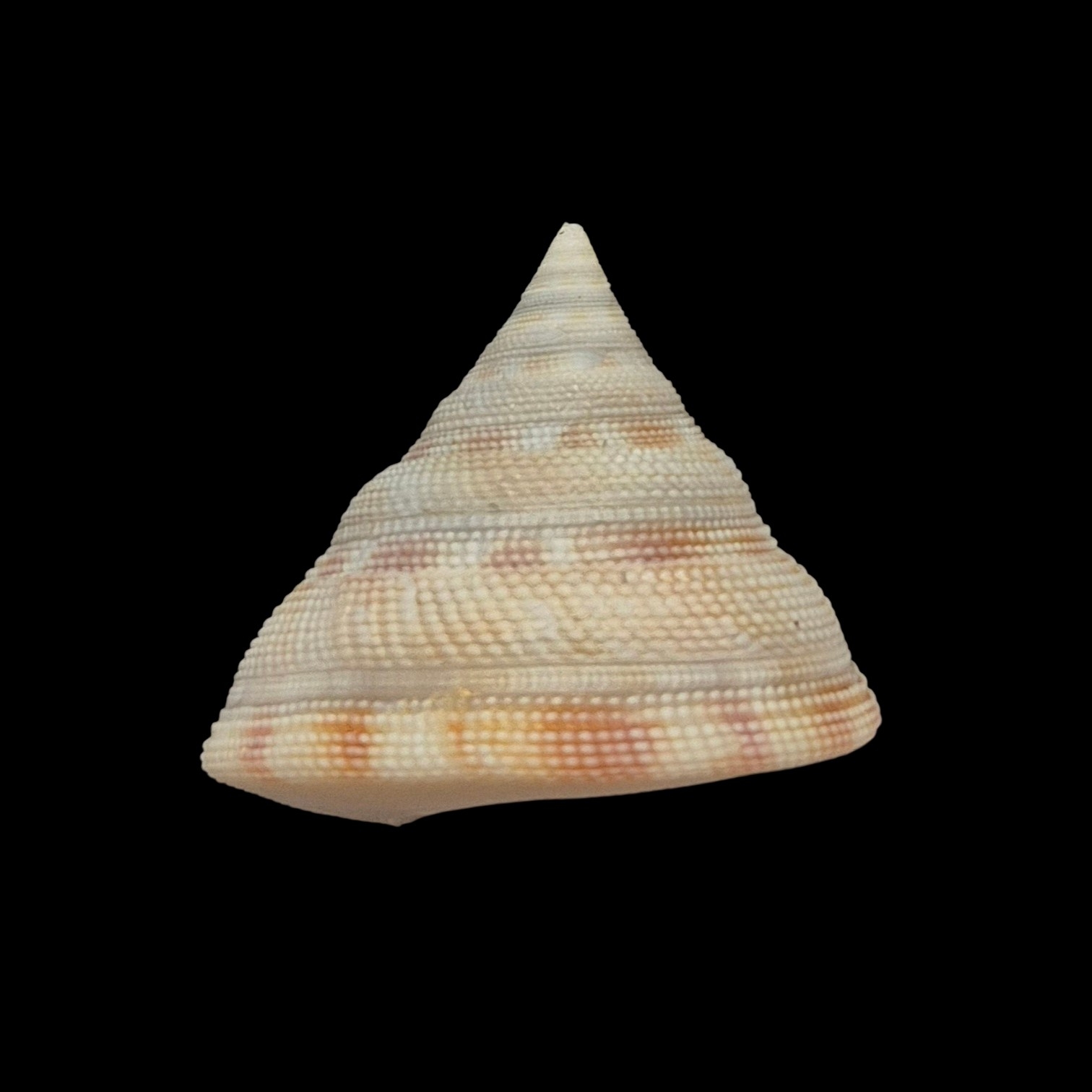 BC209 Perotrochus wareni - FROM DEEP WATER - Image 4