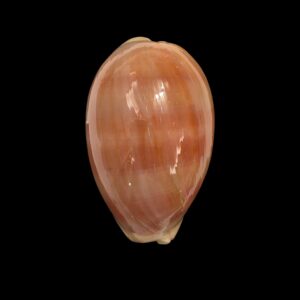 BC383 Lyncina carneola - BIG SIZE