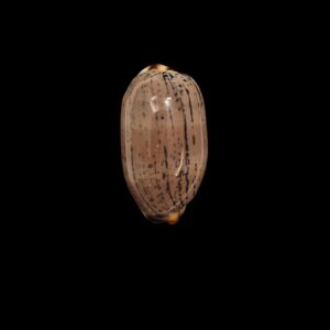 BC401 Luria isabella controversa - GREAT PATTERN
