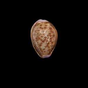 BC264 Naria helvola hawaiiensis
