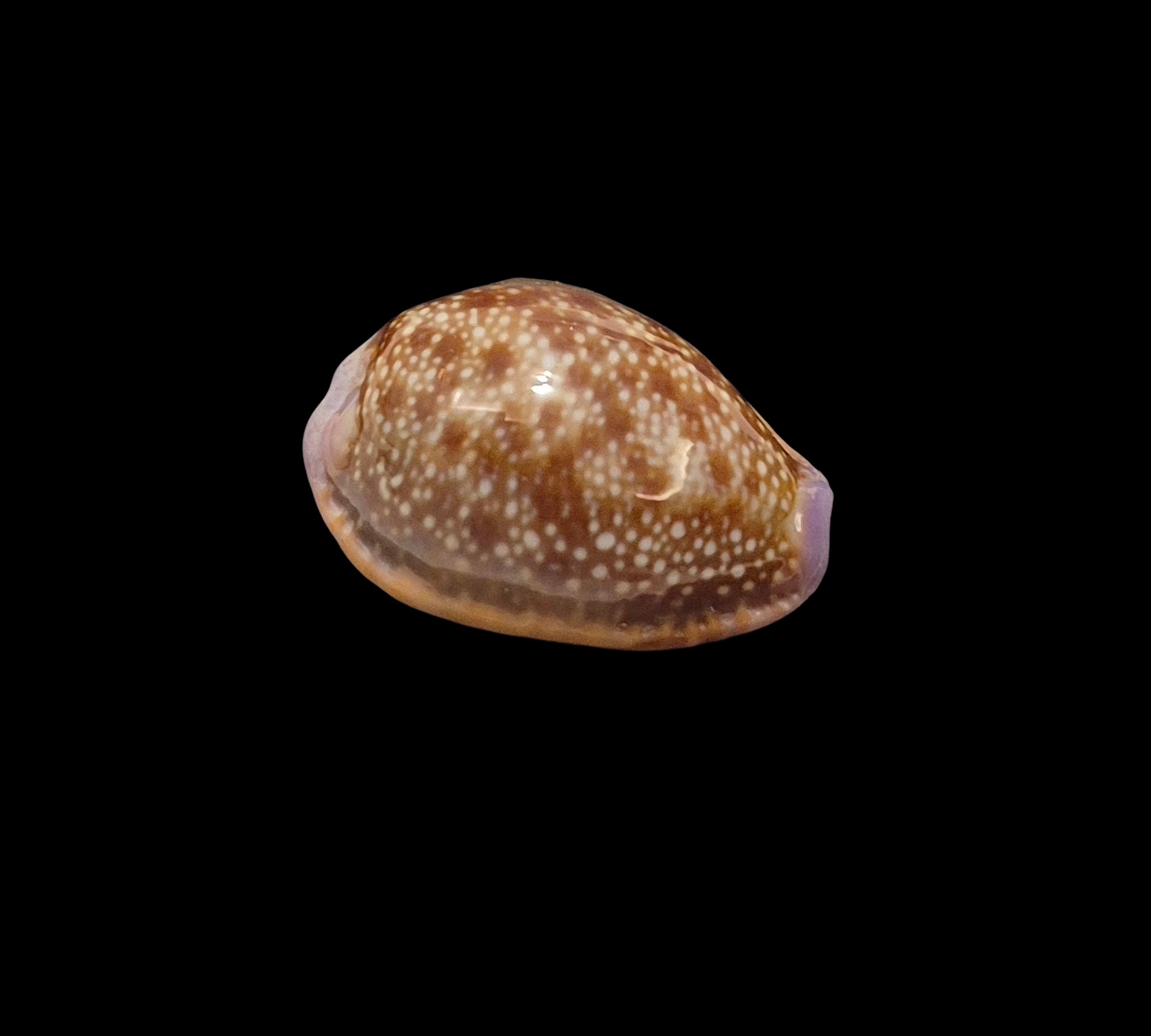 BC264 Naria helvola hawaiiensis - Image 2