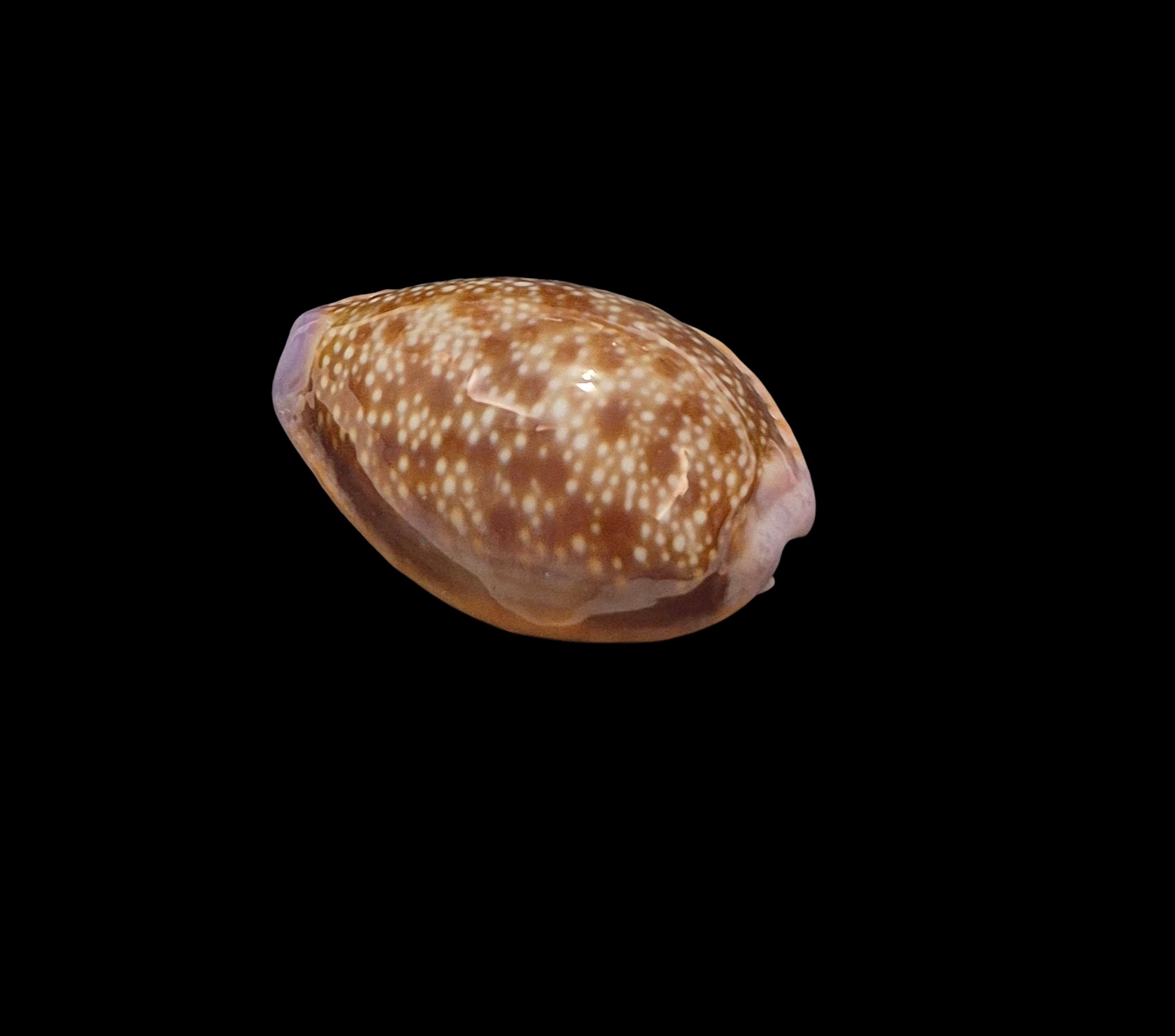 BC264 Naria helvola hawaiiensis - Image 3