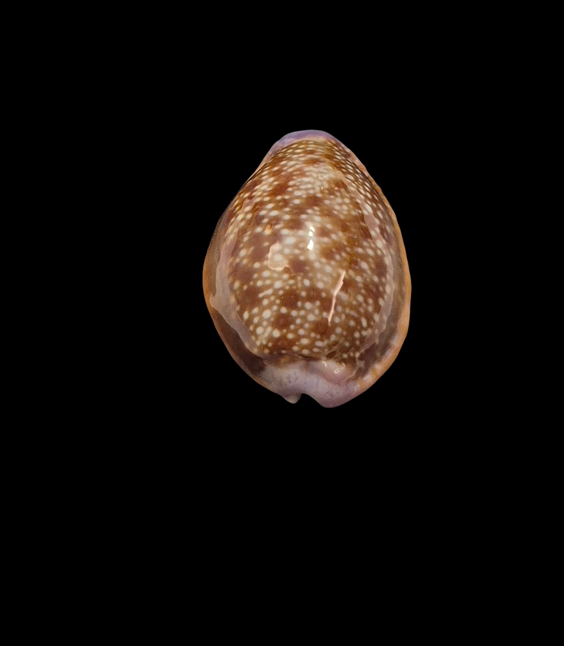 BC264 Naria helvola hawaiiensis - Image 4