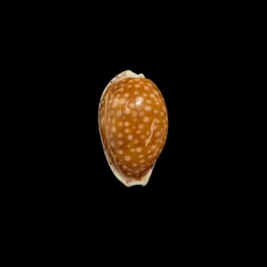 BC404 Cribrarula gaskoini - SELECTED