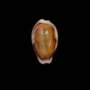 BC229 Neobernaya spadicea - ADULT DWARF