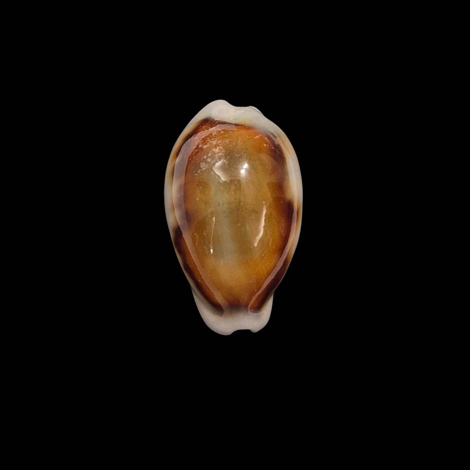 BC229 Neobernaya spadicea - ADULT DWARF