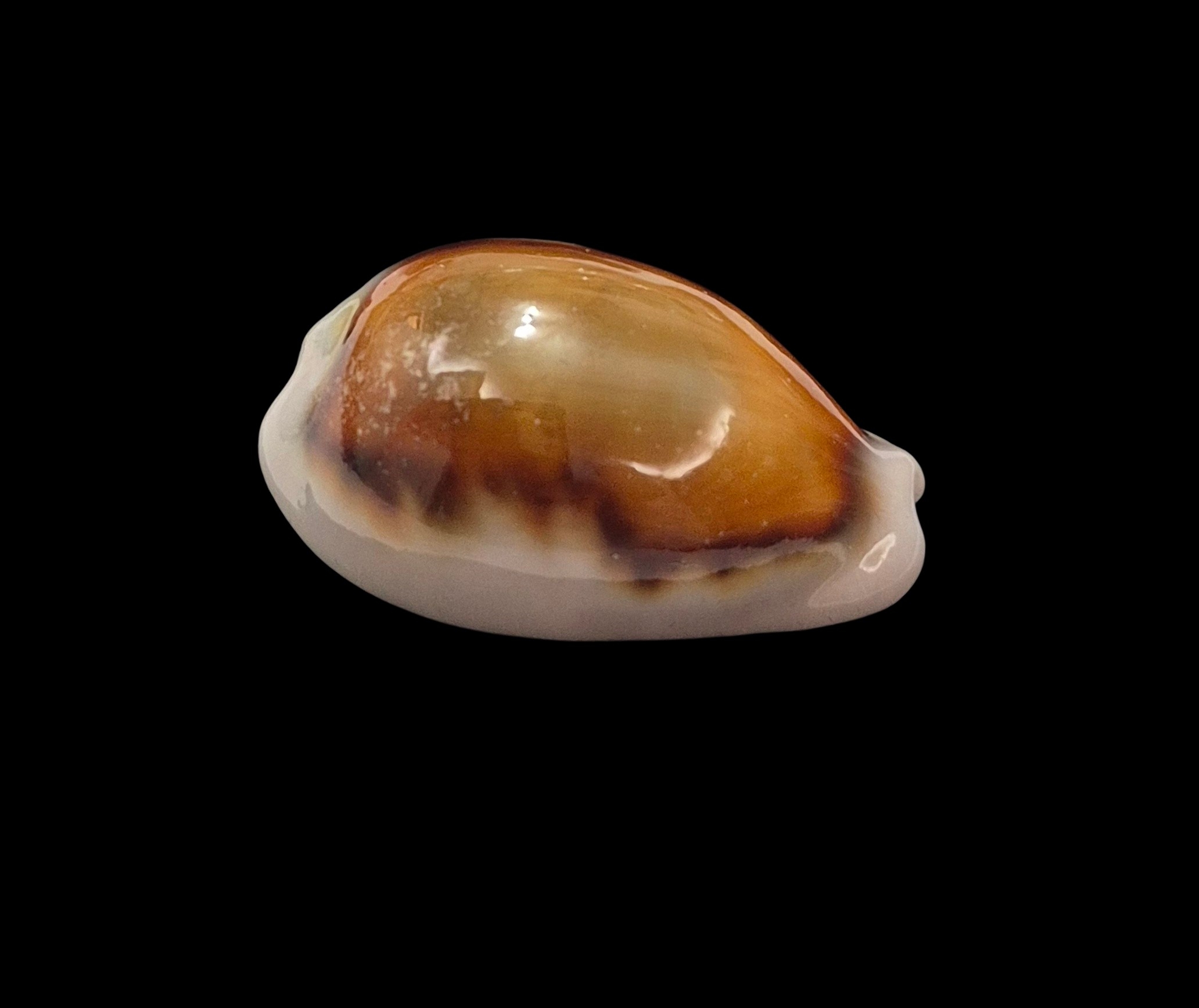 BC229 Neobernaya spadicea - ADULT DWARF - Image 2